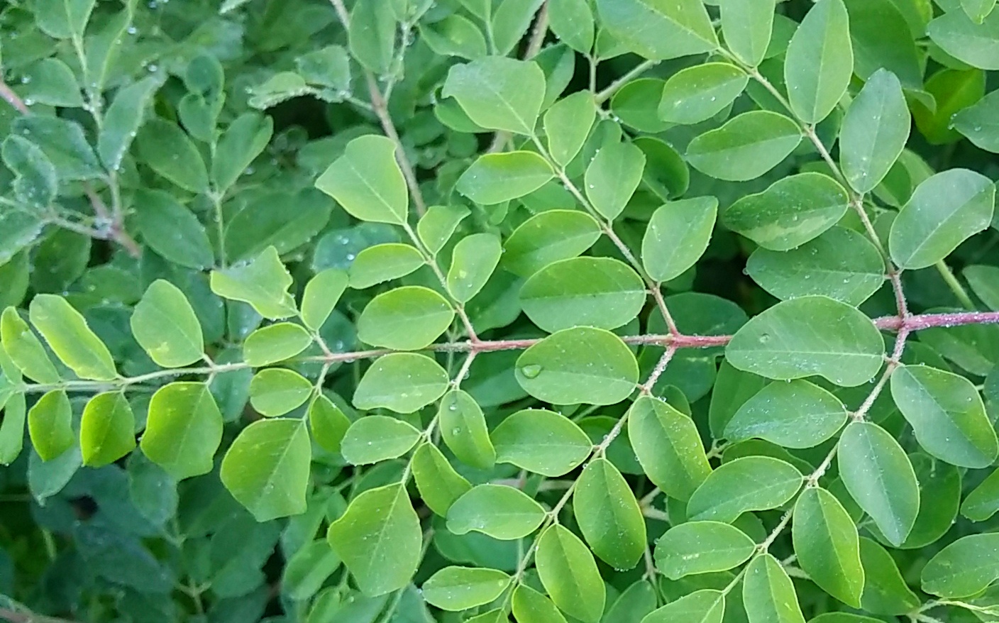 moringa-hojas