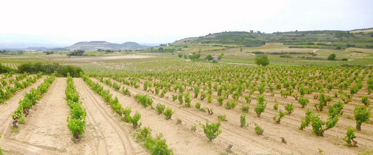Viñedos Rioja Alavesa