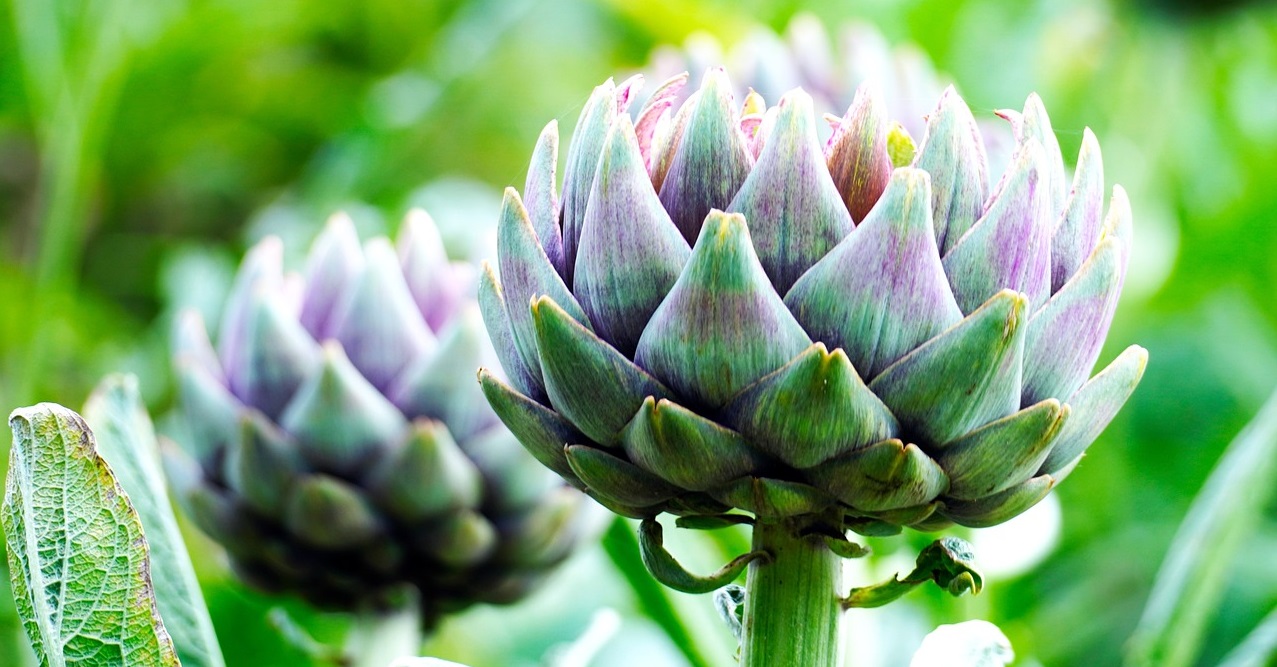 alcachofas