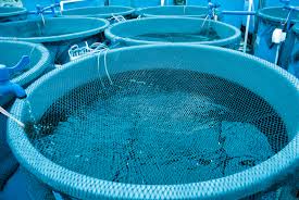 Acuicultura de España