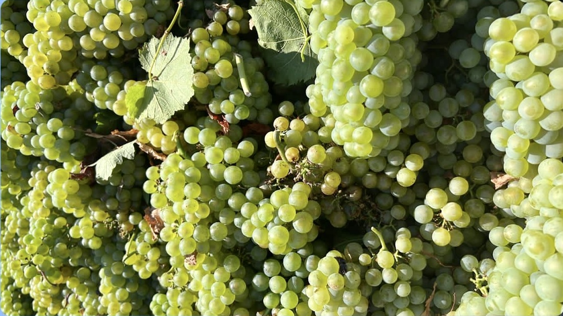uvas