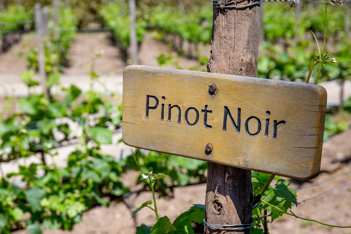 Pinot Noir 