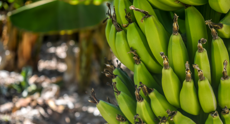 RD Exquiisita Madrid