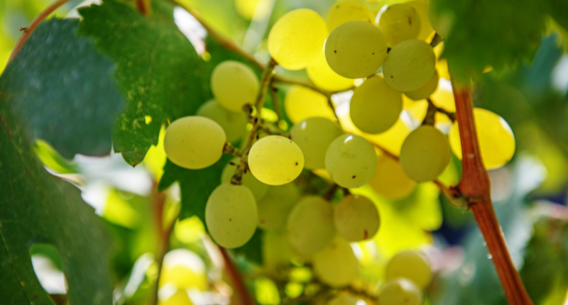 dia-mundial-uva-furmint