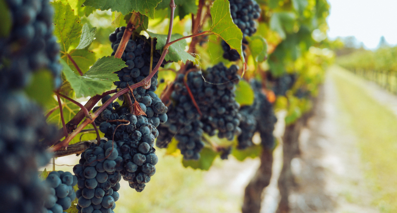 melonera-uva-autoctona-andalucia