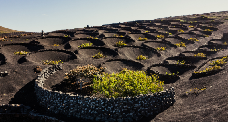 vinos-islas-canarias