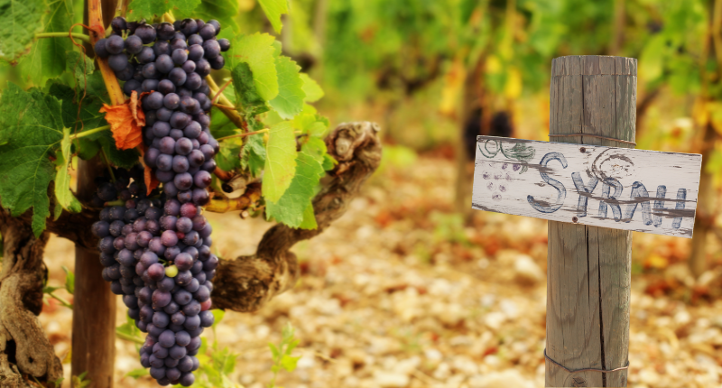 syrah