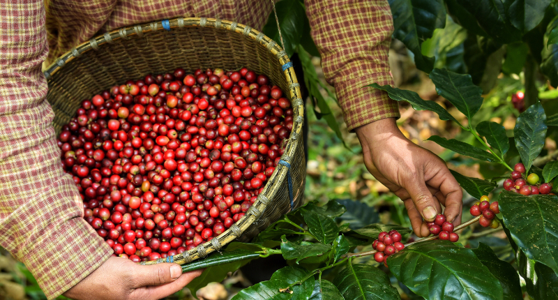 El café Geisha es muy apreciado por los baristas 