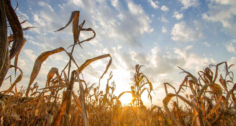 Día contra el Hambre y la malnutrición
