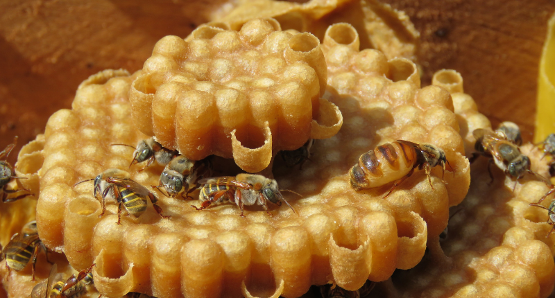 Miel de abeja melipona