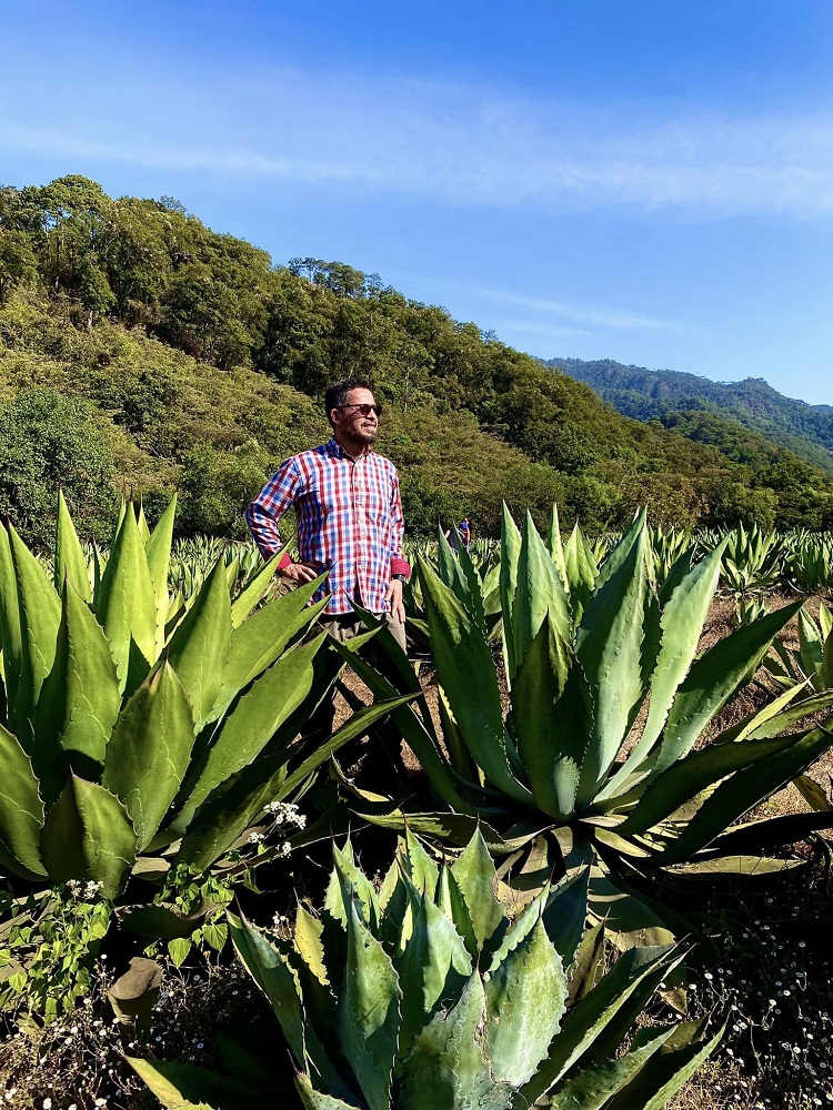 Agave Maximiliana para Raicilla 