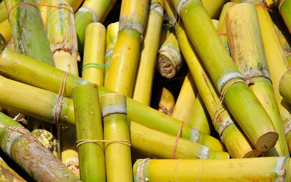 caña de azucar