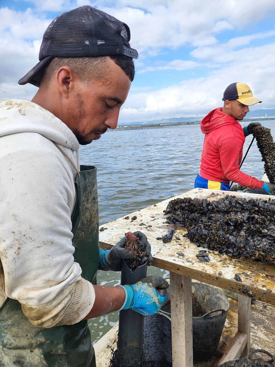 En plena labor del sembrado de los mejillones en el Delta del Ebro