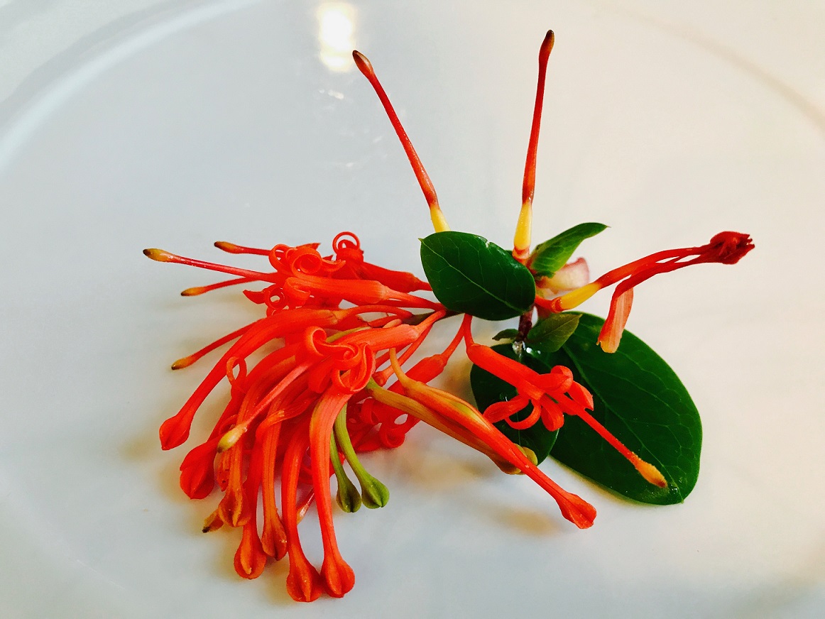 patagonia-chilena-flores-gastronomia