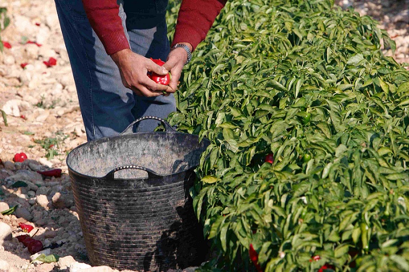 Pimiento del Piquillo-Lodosa-recoleccion