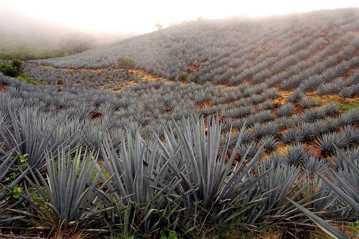 Tequila-agave
