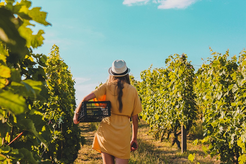 vino-mujer-viñedo