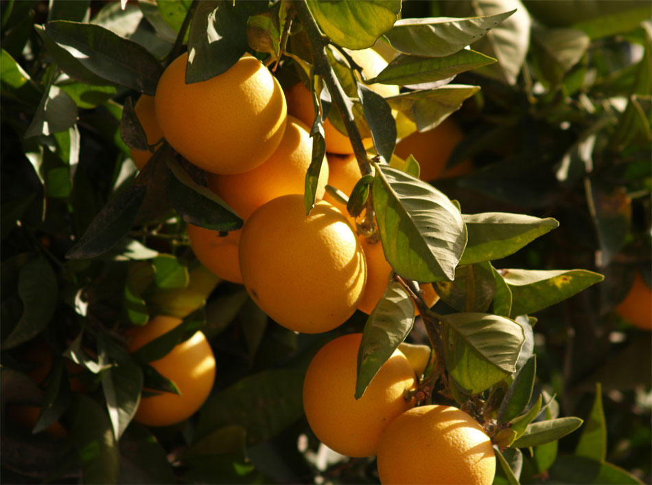 Naranjas