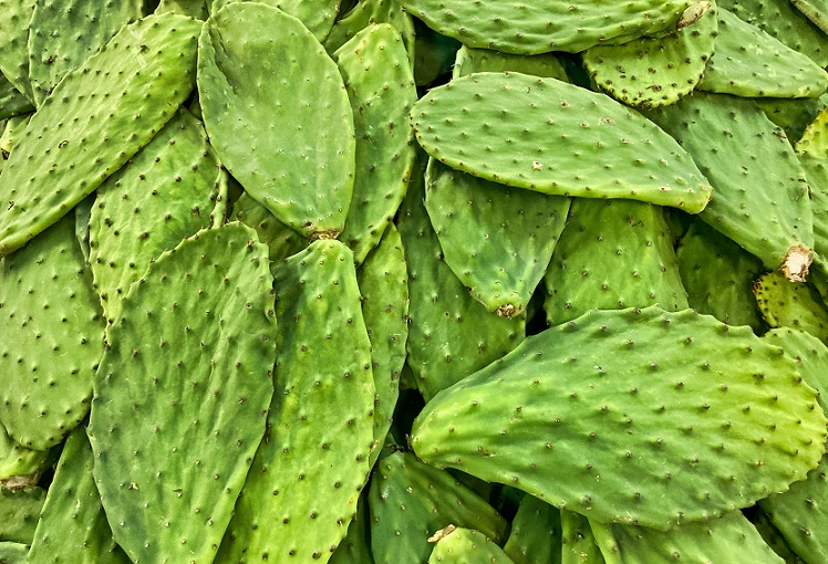 nopal