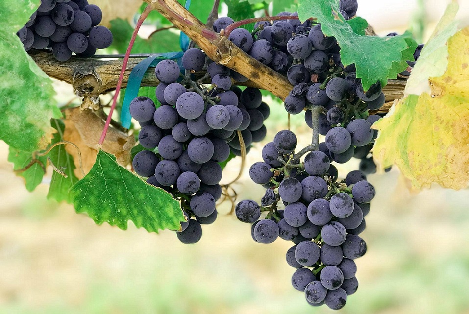 Uvas-Vinificación