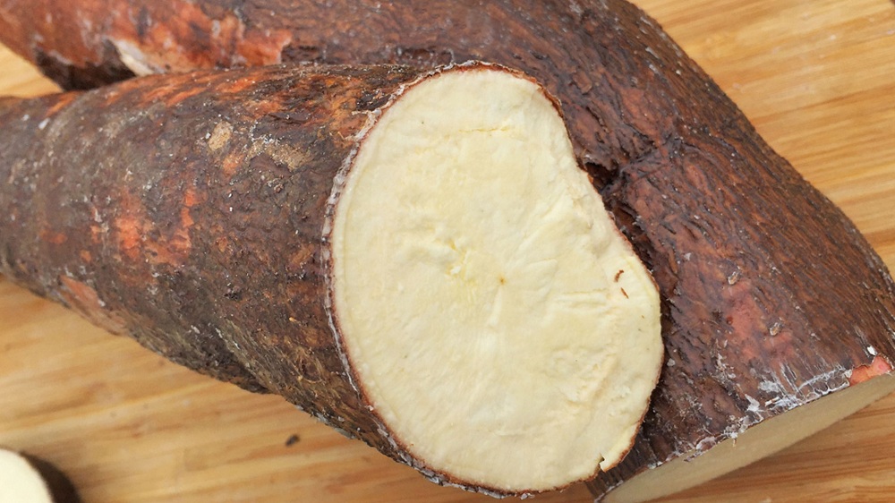 casabe-yuca-amarga