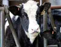 España intenta rescatar el sector lácteo golpeado por la crisis