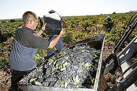 La Mancha finaliza una vendimia con alta calidad pero con descenso de producción