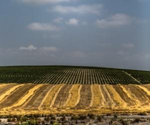Cambio climático y vino, momento para prevenir o curar