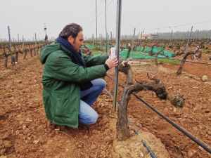 Estudio realizado en CICYTEX concluye que de los viñedos extremeños de regadío es posible obtener buenas producciones  