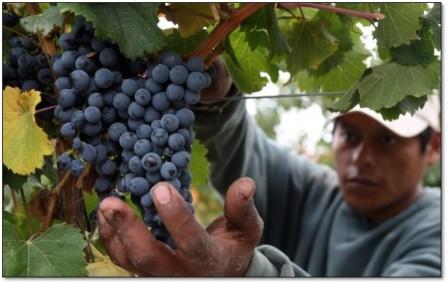 Argentina será quinto productor de vino en 2014 y Chile caerá al octavo lugar