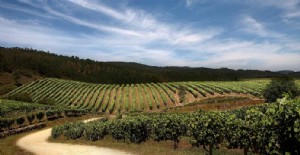 Rutas del vino de España