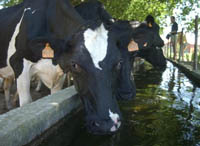 El scetor lácteo español se resiente de la crisis