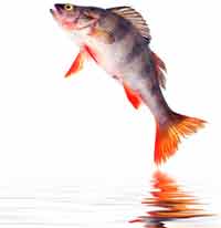 Francia agota sus reservas de pesca nacional