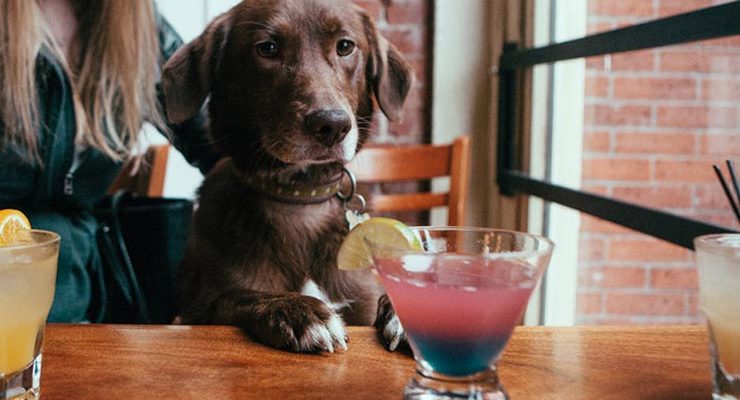 Pet friendly, la tendencia que llegó para quedarse