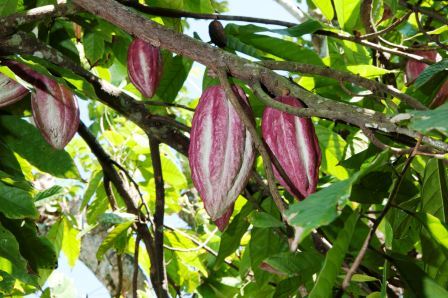 Las variedades del cacao y su desarrollo en Cuba