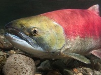 Los "súper salmones" llegarán pronto al mercado