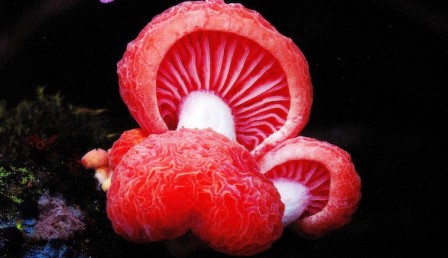 El mágico mundo de las setas