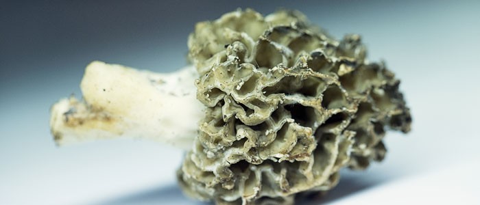 XXIX Salón de Gourmets