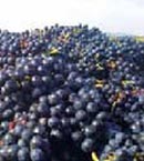 ¿Existen uvas gourmet?