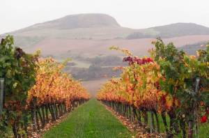 Comienza la Vendimia en Bodega Otazu 