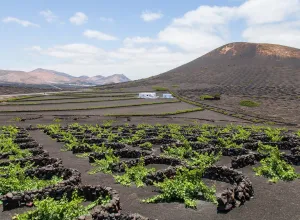 vinos volcánicos-lanzarote