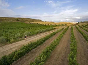 Ruta del Vino-Camino-de Santiago