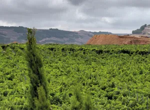 Ribera del Duero