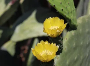 nopal