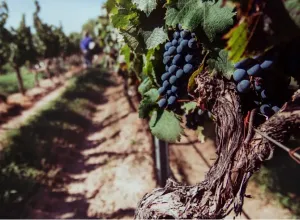 Día Mundial del Malbec