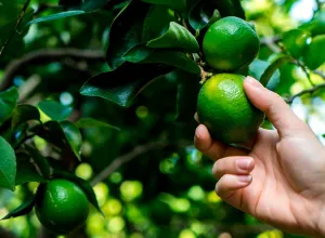 Producción de limones