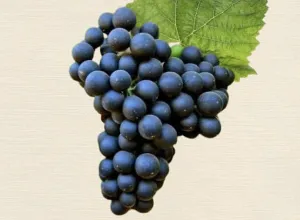 cabernet sauvignon