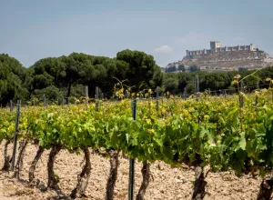 Milla de Oro del Vino / Provincia de Valladolid,