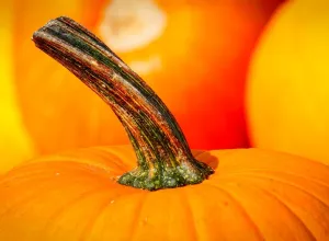 calabaza