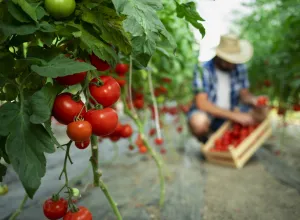 La nueva Ley General de Alimentación Adecuada y Sostenible aprobada en México supone un gran avance para los derechos humanos. (Foto: Freepik)